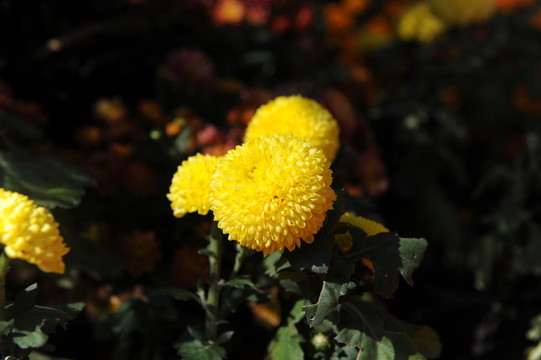 菊花