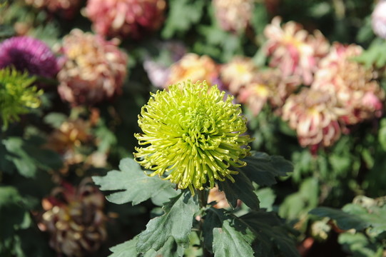菊
