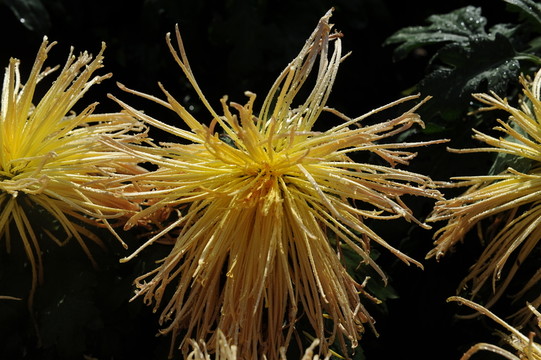 菊