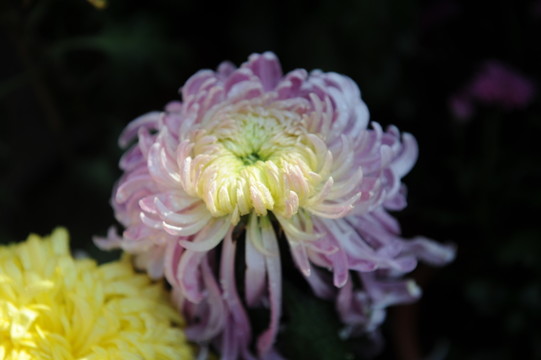 菊