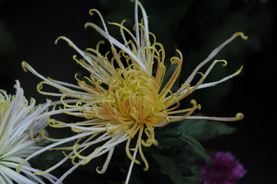 多頭菊
