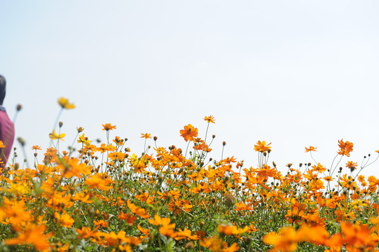 花海