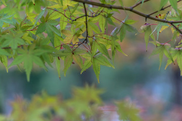 秋日紅楓葉