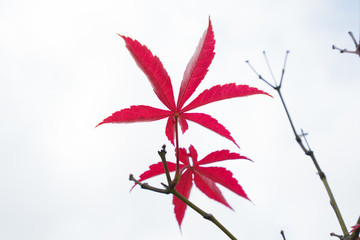 秋日紅楓葉