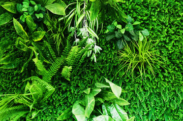 植物墻
