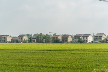 蘇北田園