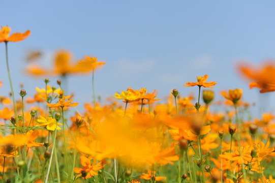 花田