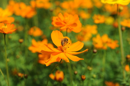 蜜蜂
