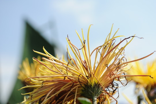菊