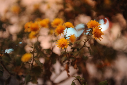 小菊花
