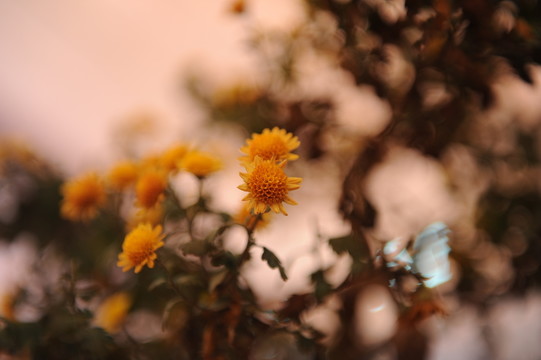 小菊花