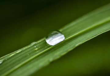 雨后的綠葉