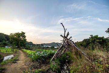 農(nóng)村田地