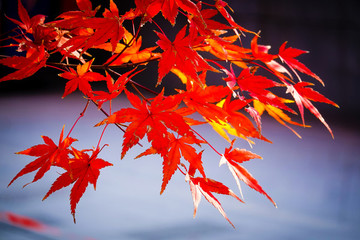 南京棲霞山紅葉
