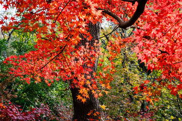 南京棲霞山紅葉