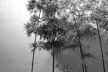 粉墻墨竹