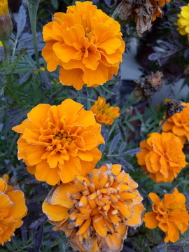 I小雛菊