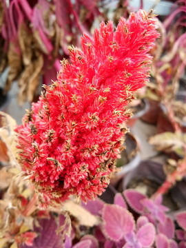 雞冠花