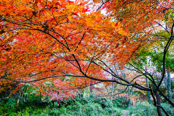 楓葉紅葉