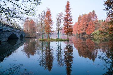 紅杉樹(shù)