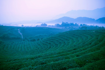 之江茶山早晨