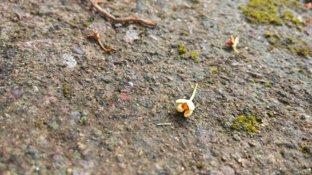 一朵桂花