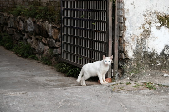 貓