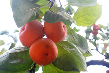 柿子紅啦