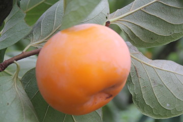 柿子紅啦