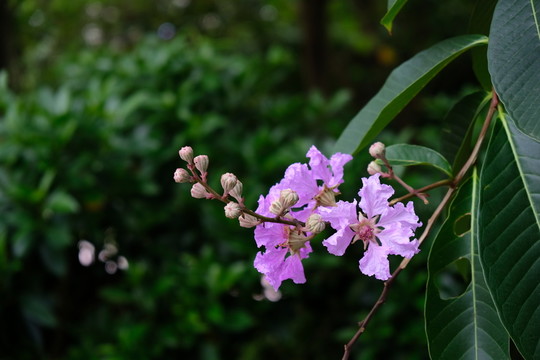 花