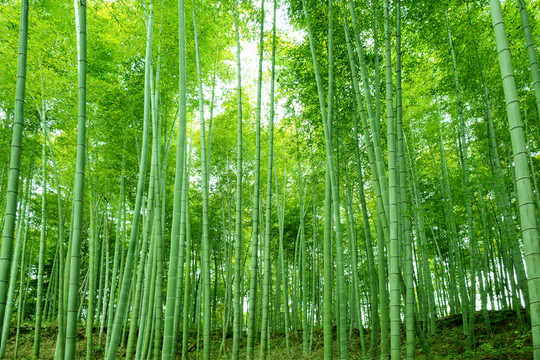 竹林