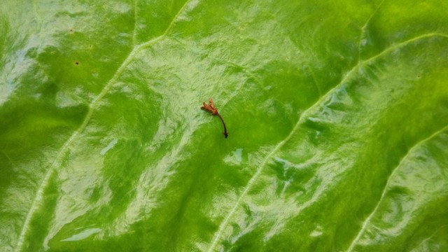 菜葉