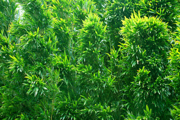 竹子竹節(jié)竹葉