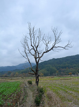 枯樹
