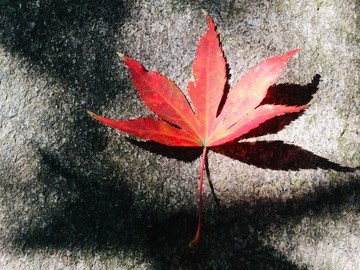 岳麓山的楓葉紅了