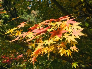楓葉紅了