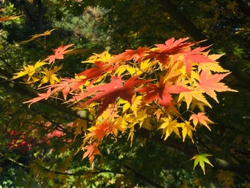 楓葉紅了