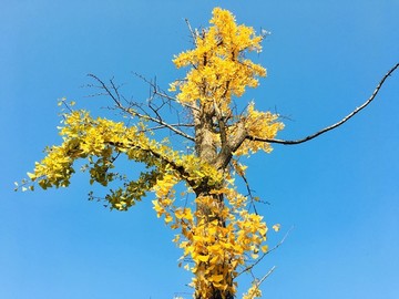 秋天的銀杏