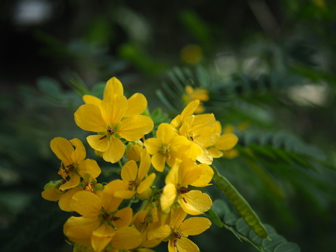 小黃花