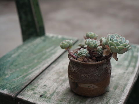 盤景