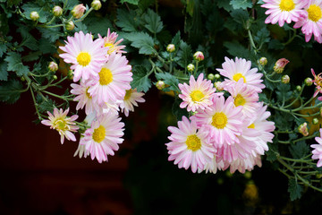 秋菊