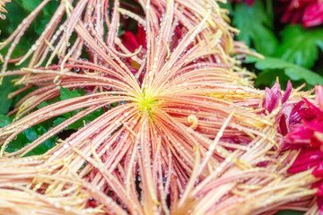 高清菊花攝影