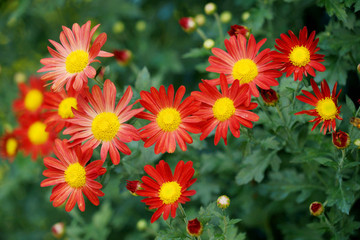 菊花