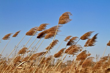 蘆葦
