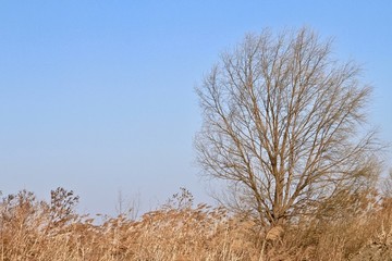 枯樹