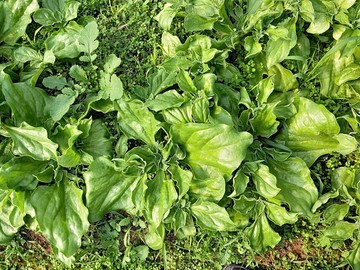 水晶冰菜