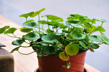 銅錢草