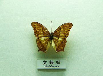 蝴蝶