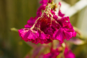 雞冠花