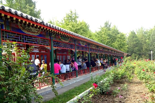 玫瑰長(zhǎng)廊